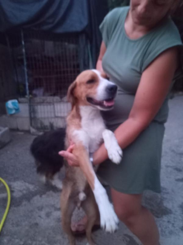 🐾💛GREGORIO – UN CUORE DOLCE CHE ASPETTA SOLO AMORE💕🧑🏻‍🧑🏻‍🧒🏻 Foto 3